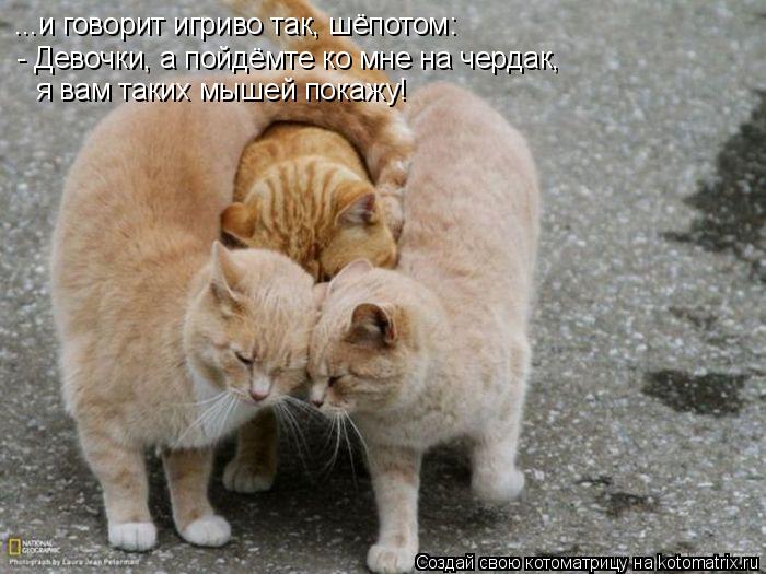 ...и говорит игриво так, шёпотом: - Девочки, а пойдёмте ко мне на чердак, я вам таких мышей покажу!... Котоматрица: ...и говорит игриво так, шёпотом: - Девочки, а пойдёмте ко мне на чердак, я вам таких мышей покажу!