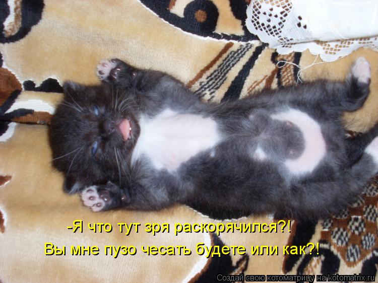 Вы мне пузо чесать будете или как?! -Я что тут зря раскорячился?!... Котоматрица: Вы мне пузо чесать будете или как?! -Я что тут зря раскорячился?!