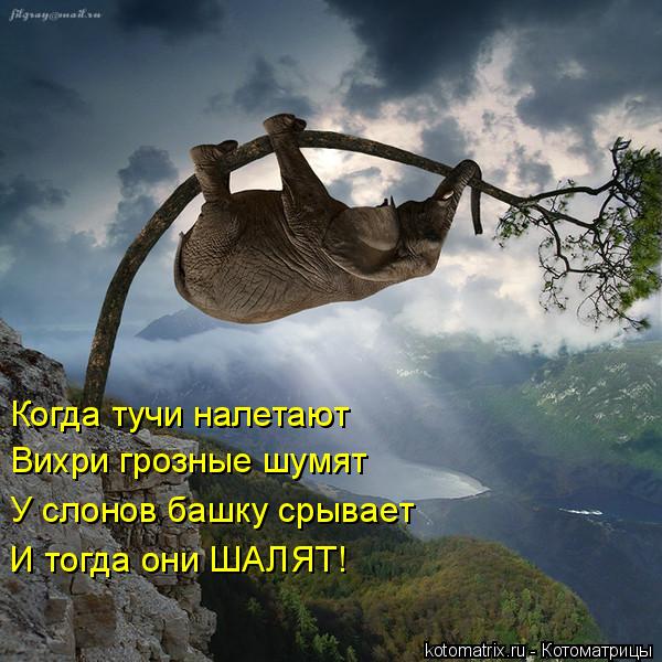 Когда тучи налетают Вихри грозные шумят У слонов башку срывает И тогда они ШАЛЯТ!... Котоматрица: Когда тучи налетают Вихри грозные шумят У слонов башку срывает И тогда они ШАЛЯТ!