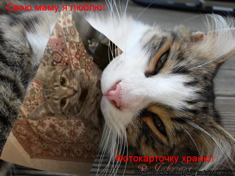 Свою маму я люблю! Фотокарточку храню!... Котоматрица: Свою маму я люблю! Фотокарточку храню!