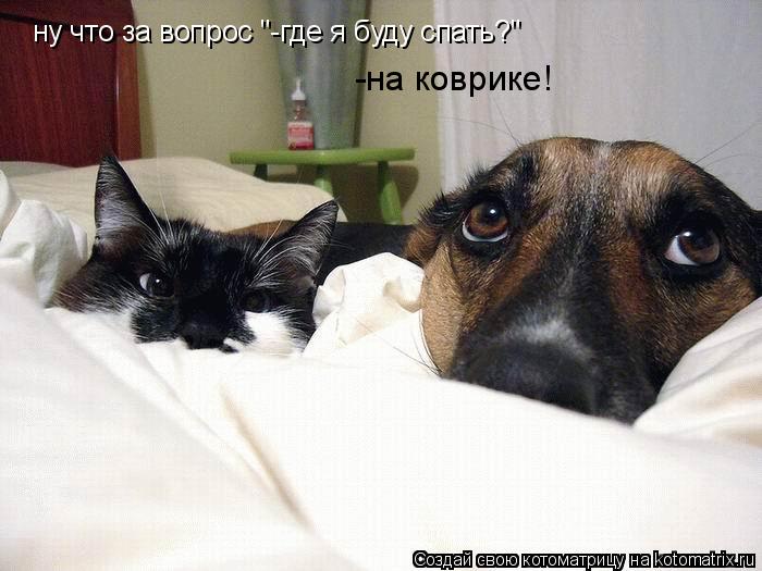 ну что за вопрос "-где я буду спать?" -на коврике!... Котоматрица: ну что за вопрос "-где я буду спать?" -на коврике!
