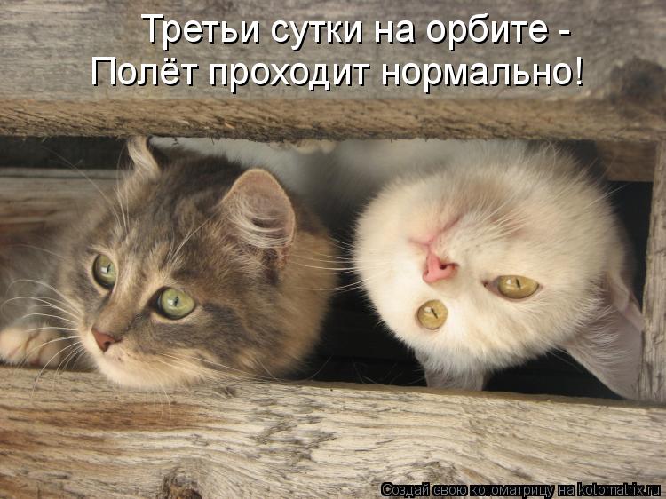 Третьи сутки на орбите - Полёт проходит нормально!... Котоматрица: Третьи сутки на орбите - Полёт проходит нормально!