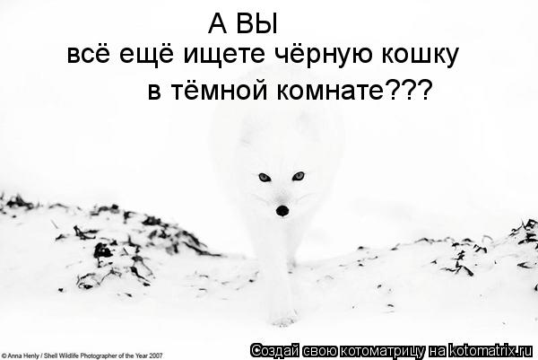 А ВЫ всё ещё ищете чёрную кошку в тёмной комнате???... Котоматрица: А ВЫ всё ещё ищете чёрную кошку в тёмной комнате???