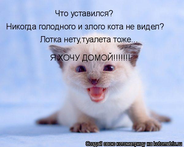 Что уставился? Никогда голодного и злого кота не видел? Лотка нету,туалета тоже... Я ХОЧУ ДОМОЙ!!!!!!... Котоматрица: Что уставился? Никогда голодного и злого кота не видел? Лотка нету,туалета тоже... Я ХОЧУ ДОМОЙ!!!!!!!