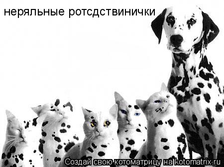 неряльные ротсдствинички... Котоматрица: неряльные ротсдствинички
