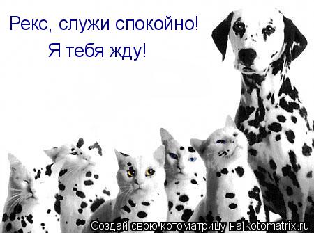 Рекс, служи спокойно! Я тебя жду!... Котоматрица: Рекс, служи спокойно! Я тебя жду!