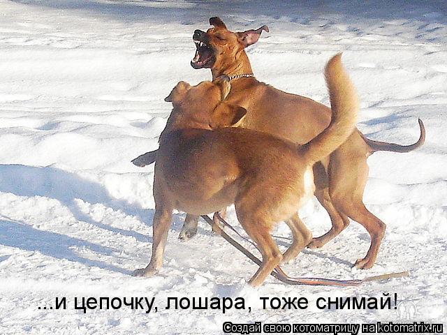 ...и цепочку, лошара, тоже снимай!... Котоматрица: ...и цепочку, лошара, тоже снимай!
