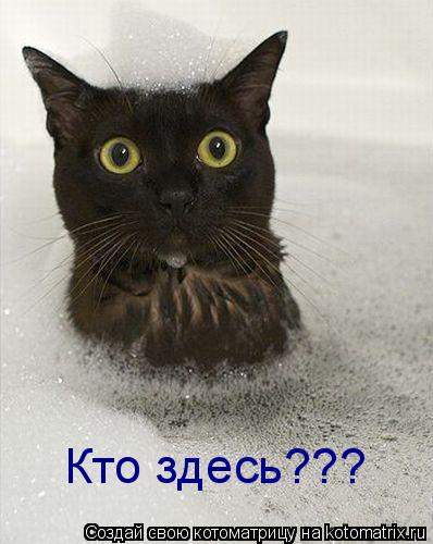 Кто здесь???... Котоматрица: Кто здесь???