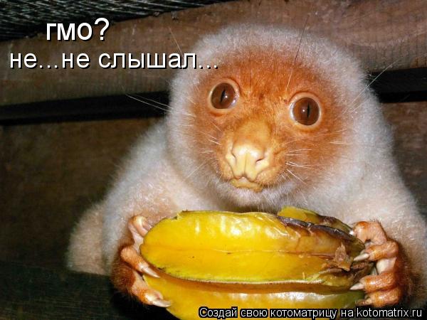 гмо? не...не слышал...... Котоматрица: гмо? не...не слышал...