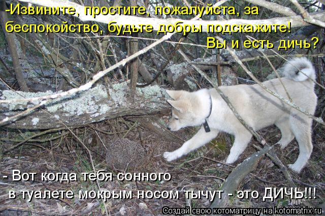 -Извините, простите, пожалуйста, за беспокойство, будьте добры подскажите! Вы и есть дичь? - Вот ко... Котоматрица: -Извините, простите, пожалуйста, за беспокойство, будьте добры подскажите! Вы и есть дичь? - Вот когда тебя сонного в туалете мокрым носом т