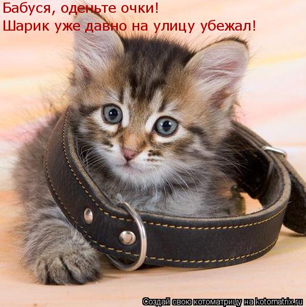 Бабуся, оденьте очки! Шарик уже давно на улицу убежал!... Котоматрица: Бабуся, оденьте очки! Шарик уже давно на улицу убежал!