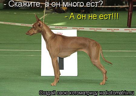 Котоматрица: - Скажите, а он много ест? - А он не ест!!!