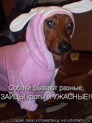 Котоматрица: Собаки бывают разные, ЗАЙЦЫ,кроты и УЖАСНЫЕ!!!!