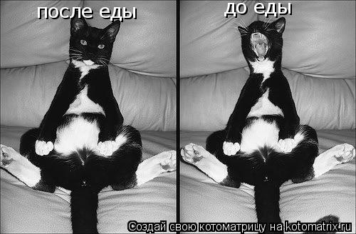 до еды после еды... Котоматрица: до еды после еды
