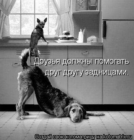 Друзья должны помогать друг другу задницами.... Котоматрица: Друзья должны помогать друг другу задницами.