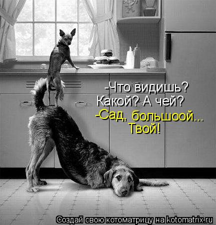 Котоматрица: -Что видишь? большоой... -Сад, Какой? А чей? Твой!