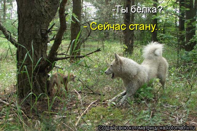 -Ты белка? - Сейчас стану...... Котоматрица: -Ты белка? - Сейчас стану...