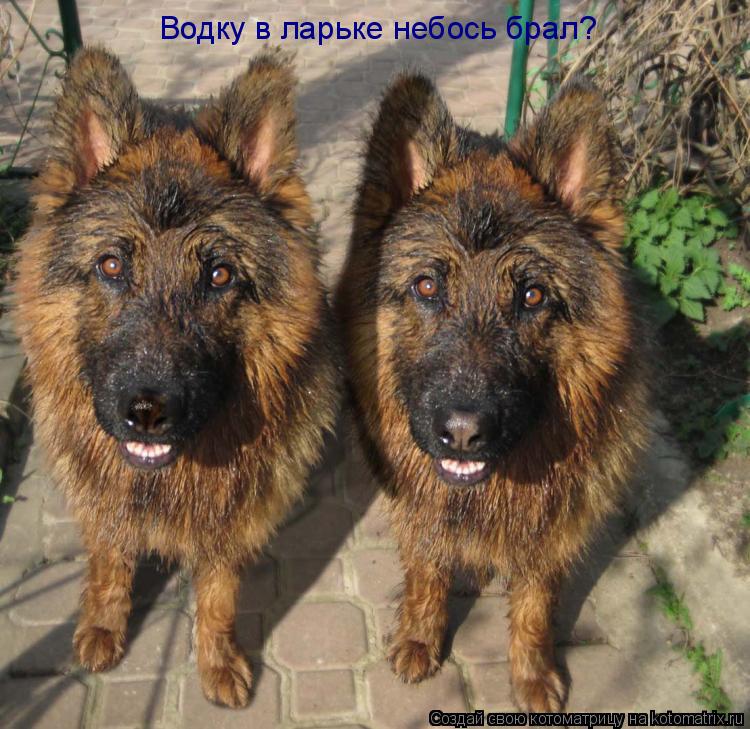 Котоматрица: Водку в ларьке небось брал?