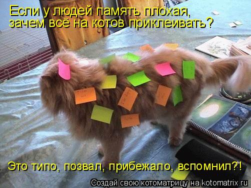 Котоматрица: Если у людей память плохая,  зачем всё на котов приклеивать? Это типо, позвал, прибежало, вспомнил?!