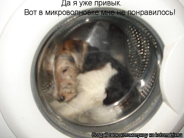 Котоматрица: Да я уже привык.  Вот в микроволновке мне не понравилось!