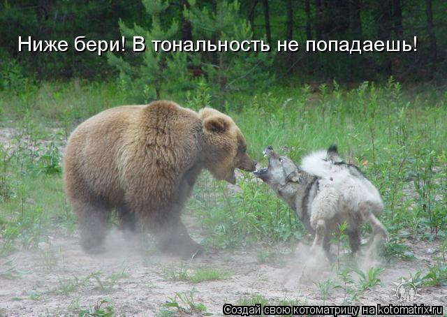 Котоматрица: Ниже бери! В тональность не попадаешь!