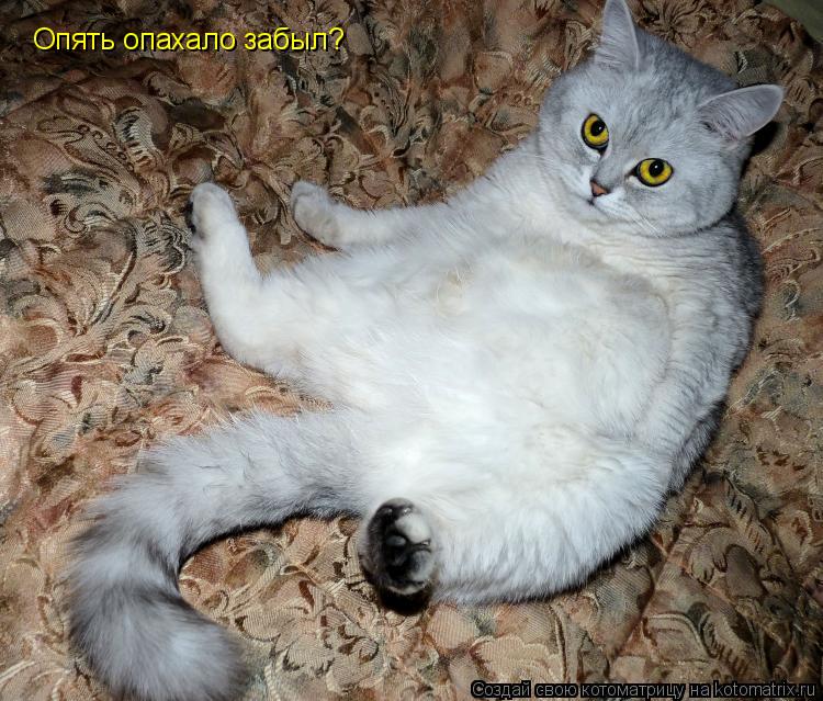 Опять опахало забыл?... Котоматрица: Опять опахало забыл?
