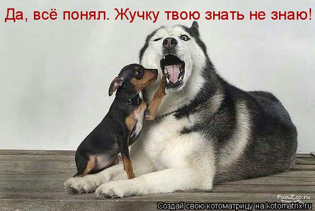 Да, всё понял. Жучку твою знать не знаю!... Котоматрица: Да, всё понял. Жучку твою знать не знаю!