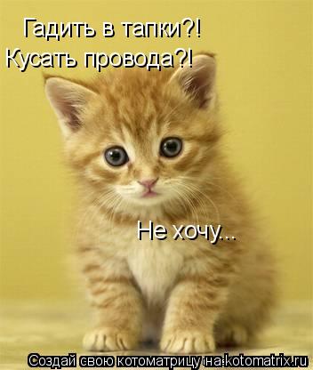 Гадить в тапки?! Кусать провода?! Не хочу...... Котоматрица: Гадить в тапки?! Кусать провода?! Не хочу...