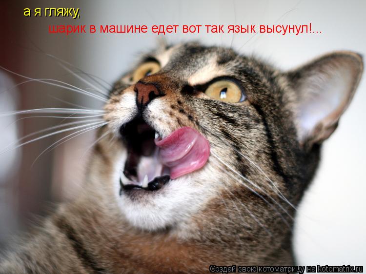 а я гляжу, шарик в машине едет вот так язык высунул!...... Котоматрица: а я гляжу, шарик в машине едет вот так язык высунул!...
