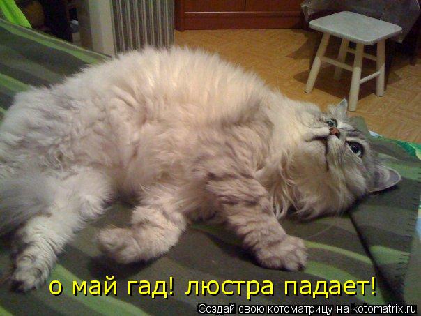о май гад! люстра падает!... Котоматрица: о май гад! люстра падает!