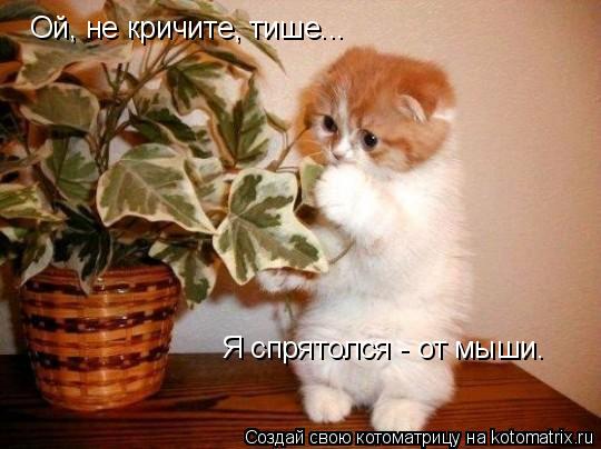 Ой, не кричите, тише... Я спрятолся - от мыши.... Котоматрица: Ой, не кричите, тише... Я спрятолся - от мыши.