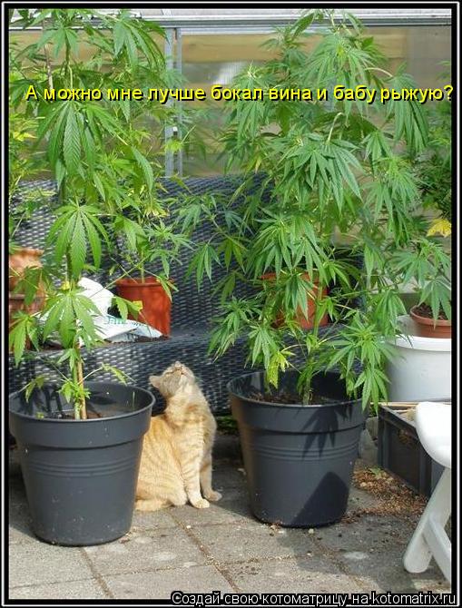 А можно мне лучше бокал вина и бабу рыжую?... Котоматрица: А можно мне лучше бокал вина и бабу рыжую?