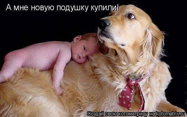 А мне новую подушку купили!... Котоматрица: А мне новую подушку купили!