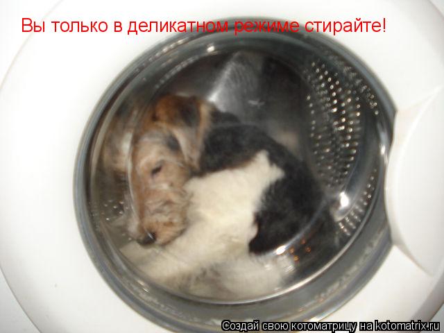 Вы только в деликатном режиме стирайте!... Котоматрица: Вы только в деликатном режиме стирайте!