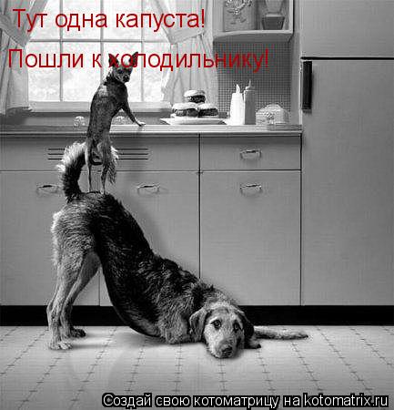 Тут одна капуста! Пошли к холодильнику!... Котоматрица: Тут одна капуста! Пошли к холодильнику!