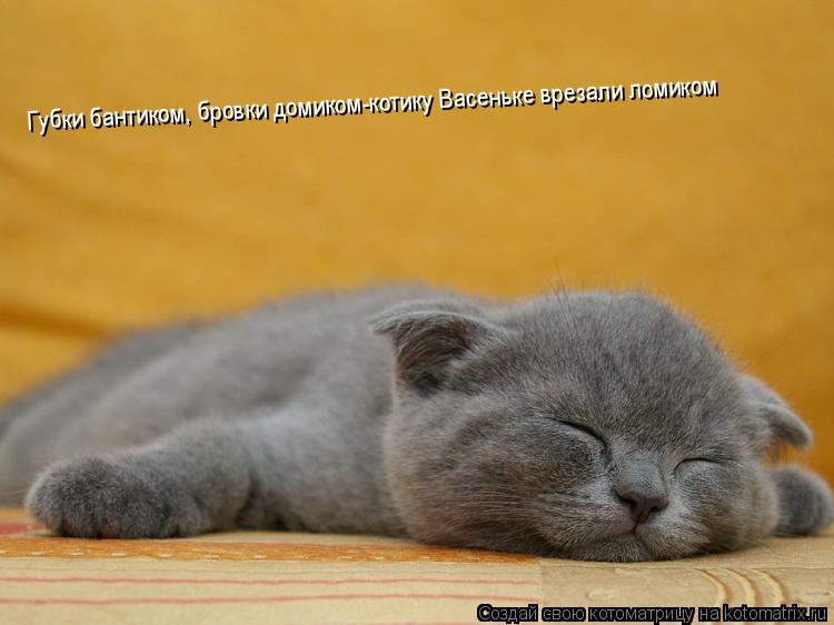 Губки бантиком, бровки домиком-котику Васеньке врезали ломиком... Котоматрица: Губки бантиком, бровки домиком-котику Васеньке врезали ломиком