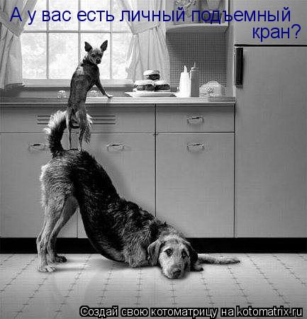 А у вас есть личный подъемный кран?... Котоматрица: А у вас есть личный подъемный кран?