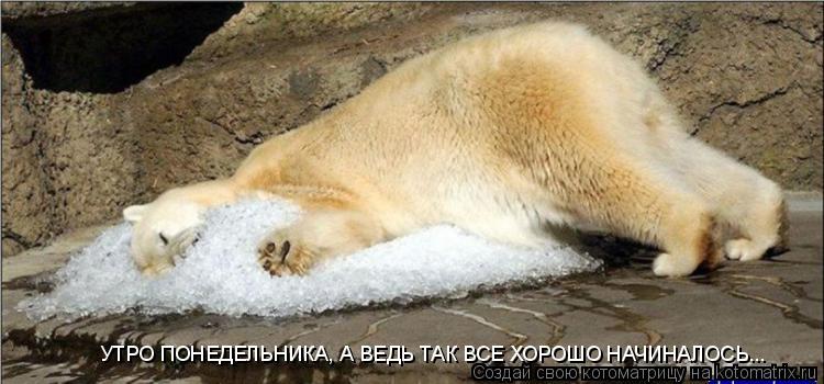УТРО ПОНЕДЕЛЬНИКА, А ВЕДЬ ТАК ВСЕ ХОРОШО НАЧИНАЛОСЬ...... Котоматрица: УТРО ПОНЕДЕЛЬНИКА, А ВЕДЬ ТАК ВСЕ ХОРОШО НАЧИНАЛОСЬ...