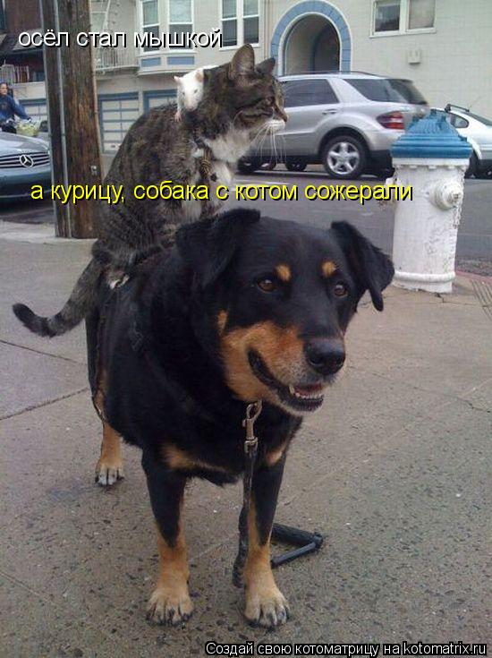 осёл стал мышкой а курицу, собака с котом сожерали... Котоматрица: осёл стал мышкой а курицу, собака с котом сожерали