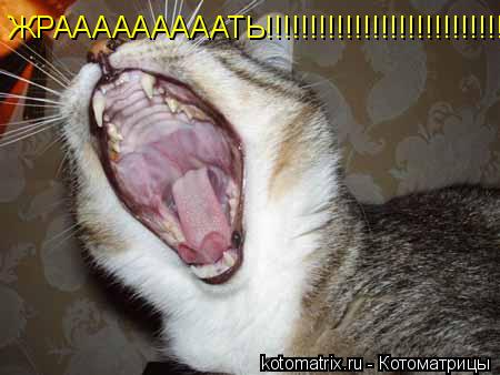 ЖРАААААААААТЬ!!!!!!!!!!!!!!!!!!!!!!!!!!!!!!!!!!!... Котоматрица: ЖРАААААААААТЬ!!!!!!!!!!!!!!!!!!!!!!!!!!!!!!!!!!!