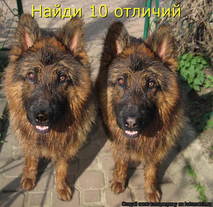 Найди 10 отличий... Котоматрица: Найди 10 отличий