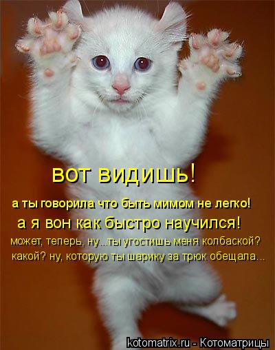 вот видишь! а ты говорила что быть мимом не легко! а я вон как быстро научился! может, теперь, ну.... Котоматрица: вот видишь! а ты говорила что быть мимом не легко! а я вон как быстро научился! может, теперь, ну...ты угостишь меня колбаской? какой? ну, кото