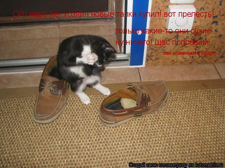 ОЙ! надо же! хозяин новые тапки купил! вот прелесть! только какие-то они сухие... ну ничего! щас поп... Котоматрица: ОЙ! надо же! хозяин новые тапки купил! вот прелесть! только какие-то они сухие... ну ничего! щас поправим!.. как новенькие будут...