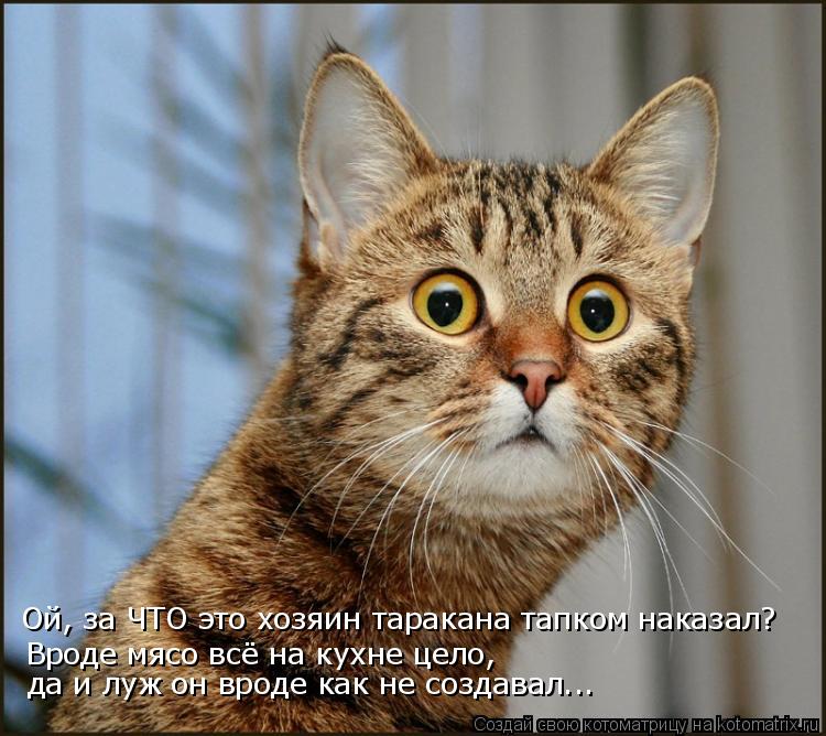 Котоматрица: Ой, за ЧТО это хозяин таракана тапком наказал? Вроде мясо всё на кухне цело, да и луж он вроде как не создавал...