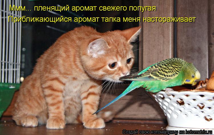Ммм... пленящий аромат свежего попугая Ммм... пленящий аромат свежего попугая Приближающийся аромат т... Котоматрица: Ммм... пленящий аромат свежего попугая Ммм... пленящий аромат свежего попугая Приближающийся аромат тапка меня настораживает