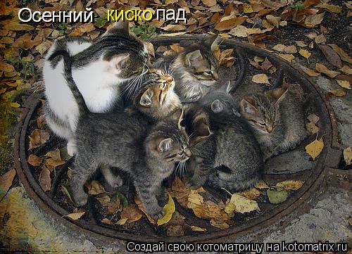 Осенний Осенний киско пад... Котоматрица: Осенний Осенний киско пад