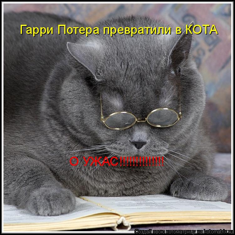 Гарри Потера превратили в КОТА О УЖАС!!!!!!!!!!!!!!... Котоматрица: Гарри Потера превратили в КОТА О УЖАС!!!!!!!!!!!!!!