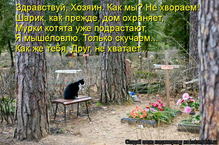 Котоматрица: Здравствуй, Хозяин. Как мы? Не хвораем! Шарик, как прежде, дом охраняет, Мурки котята уже подрастают,  Я мышеловлю. Только скучаем... Как же теб