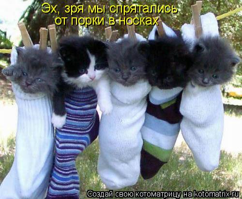 Эх, зря мы спрятались от порки в носках... Котоматрица: Эх, зря мы спрятались от порки в носках