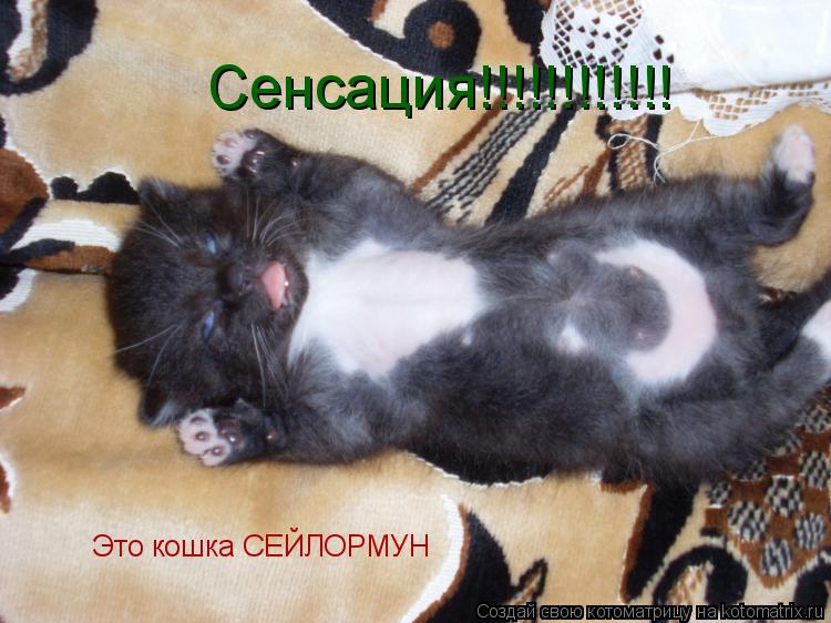 Это кошка СЕЙЛОРМУН Сенсация!!!!!!!!!!!!... Котоматрица: Это кошка СЕЙЛОРМУН Сенсация!!!!!!!!!!!!